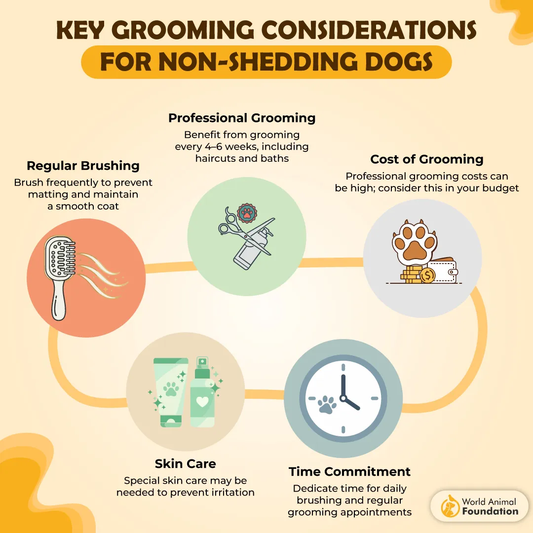 Key Grooming Considerations for Non-Shedding Dogs-01