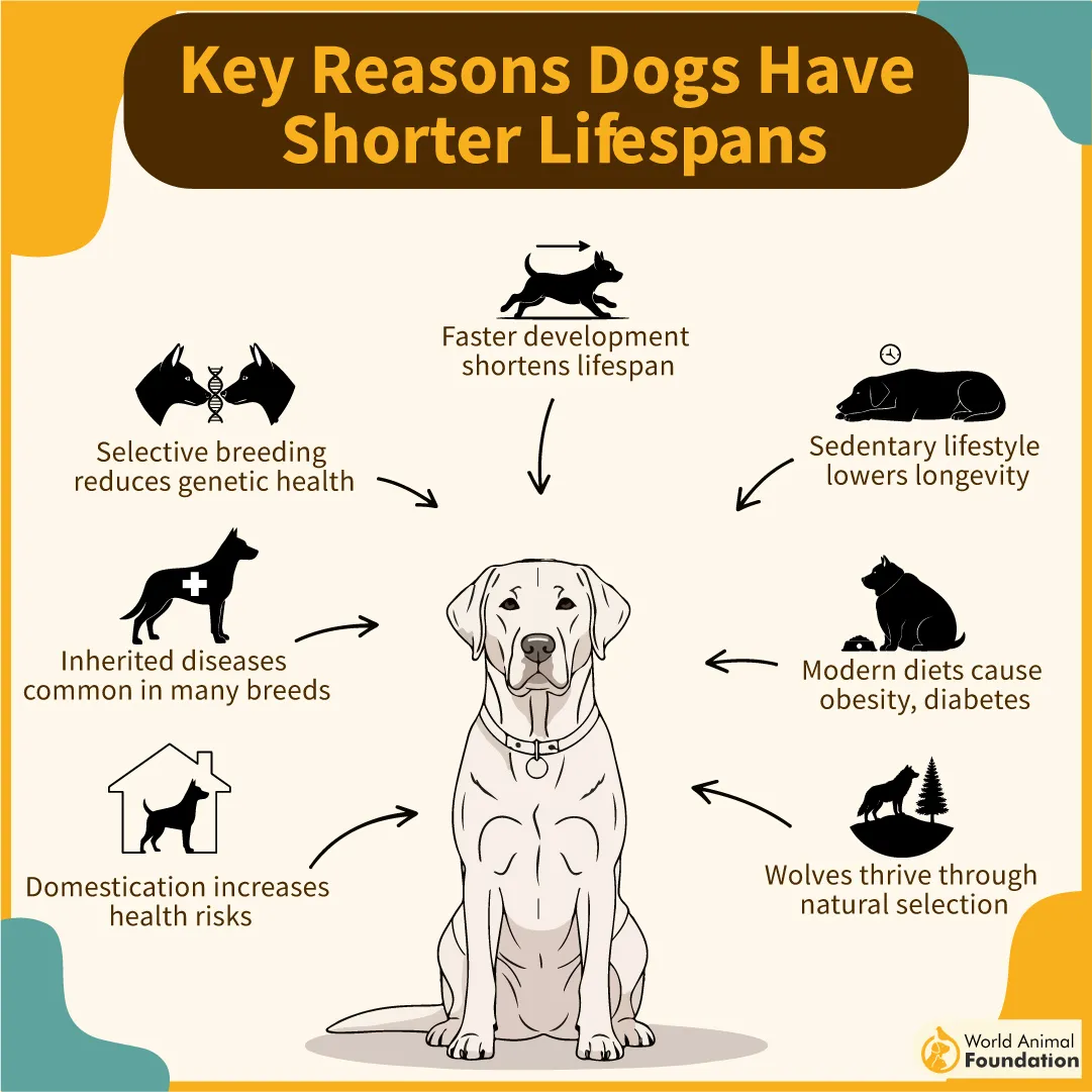 Key Reasons Dogs Have Shorter Lifespans-03