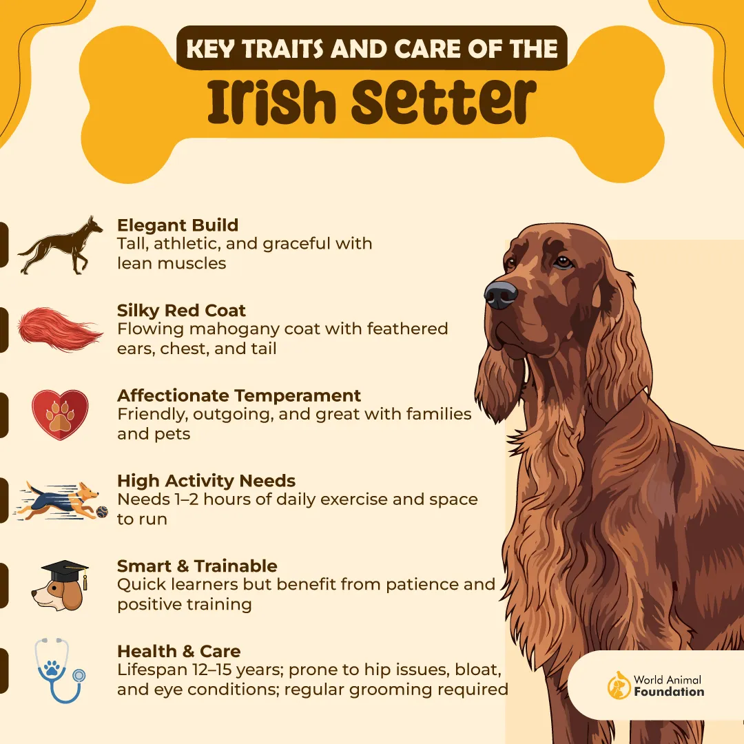 Key Traits and Care of the Irish Setter-01