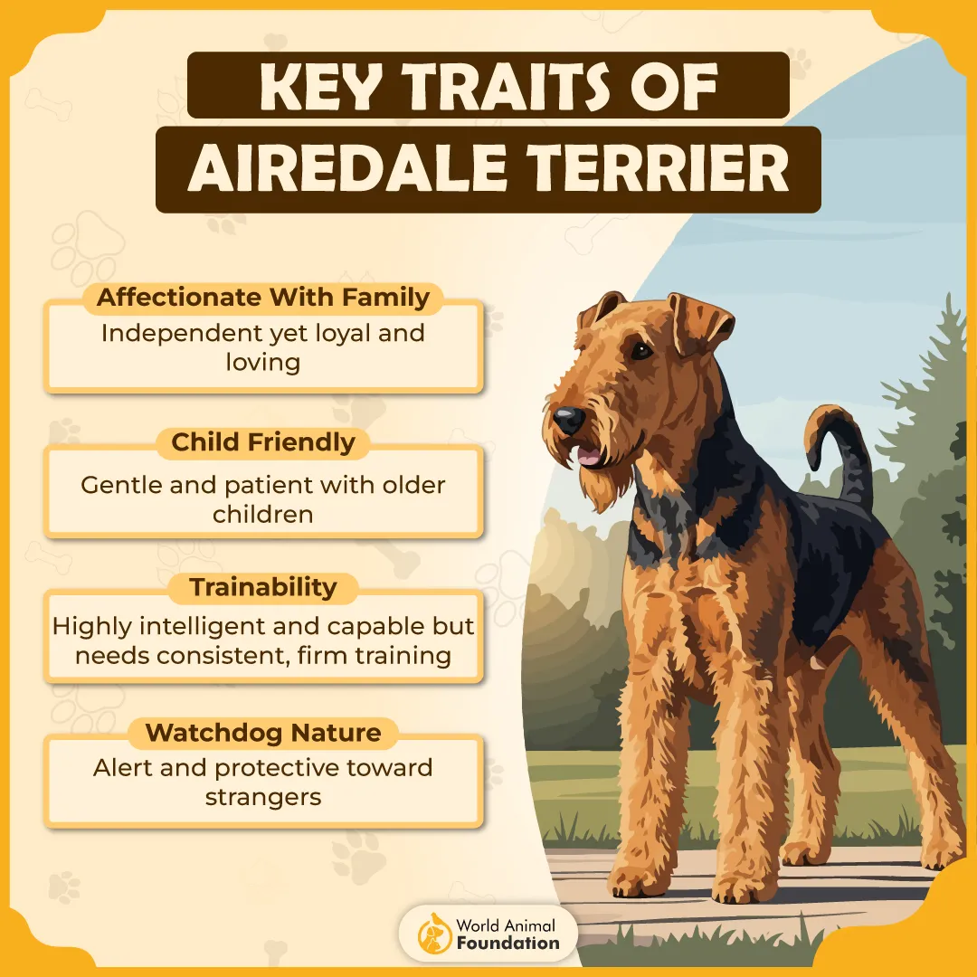 Key Traits of Airedale Terrier-01