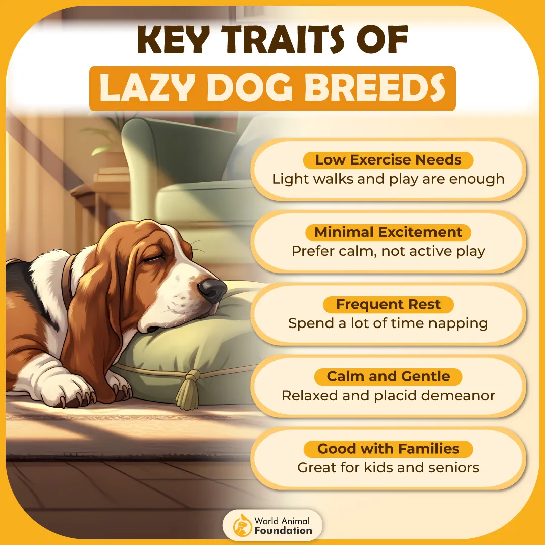 Key Traits of Lazy Dog Breeds-01