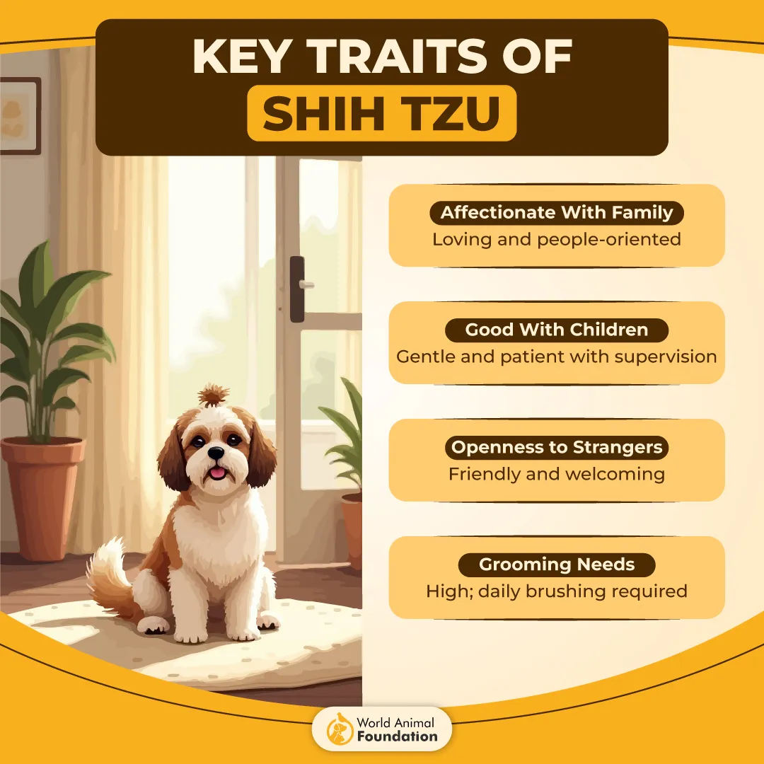 Key Traits of Shih Tzu-01