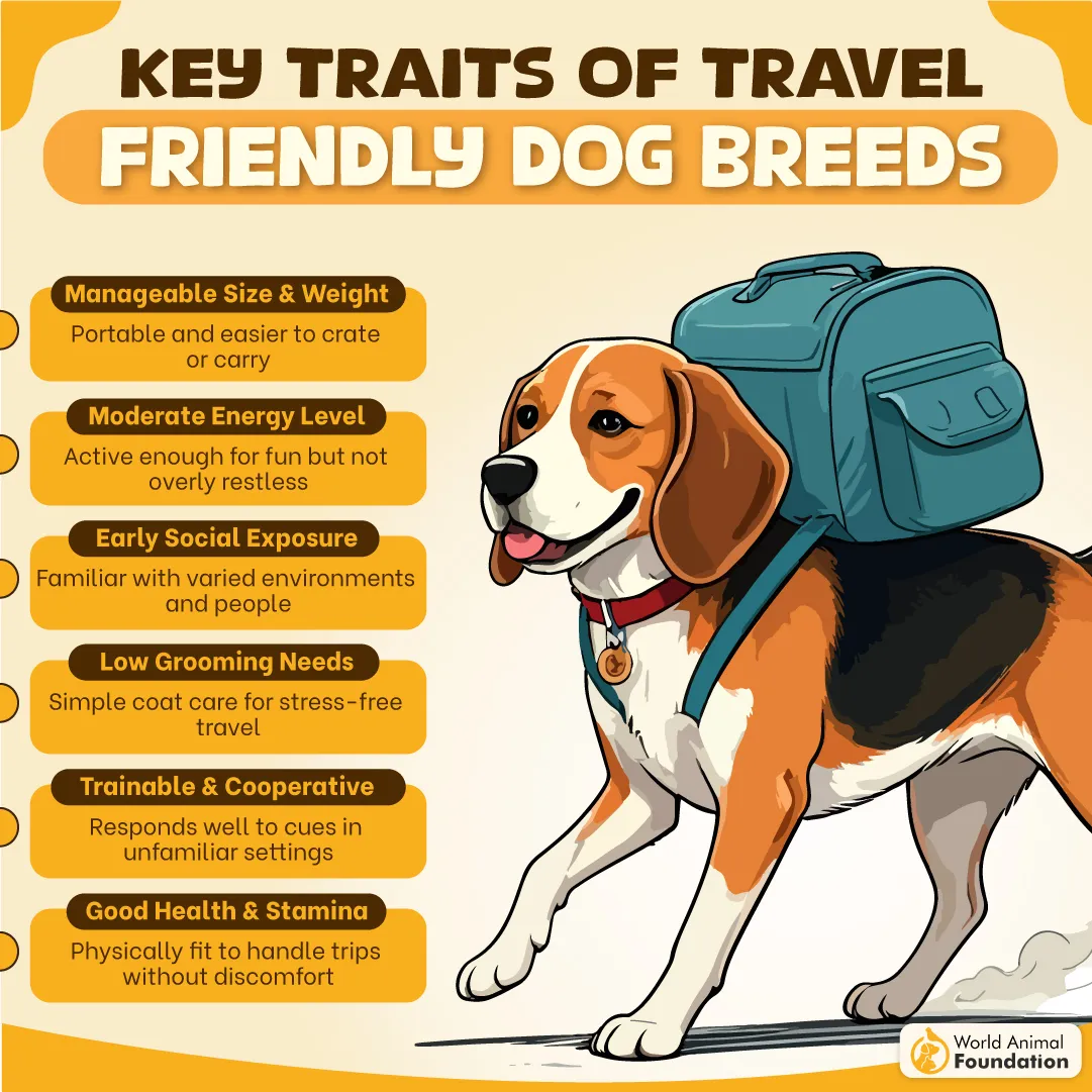 Key Traits of Travel-Friendly Dog Breeds-07