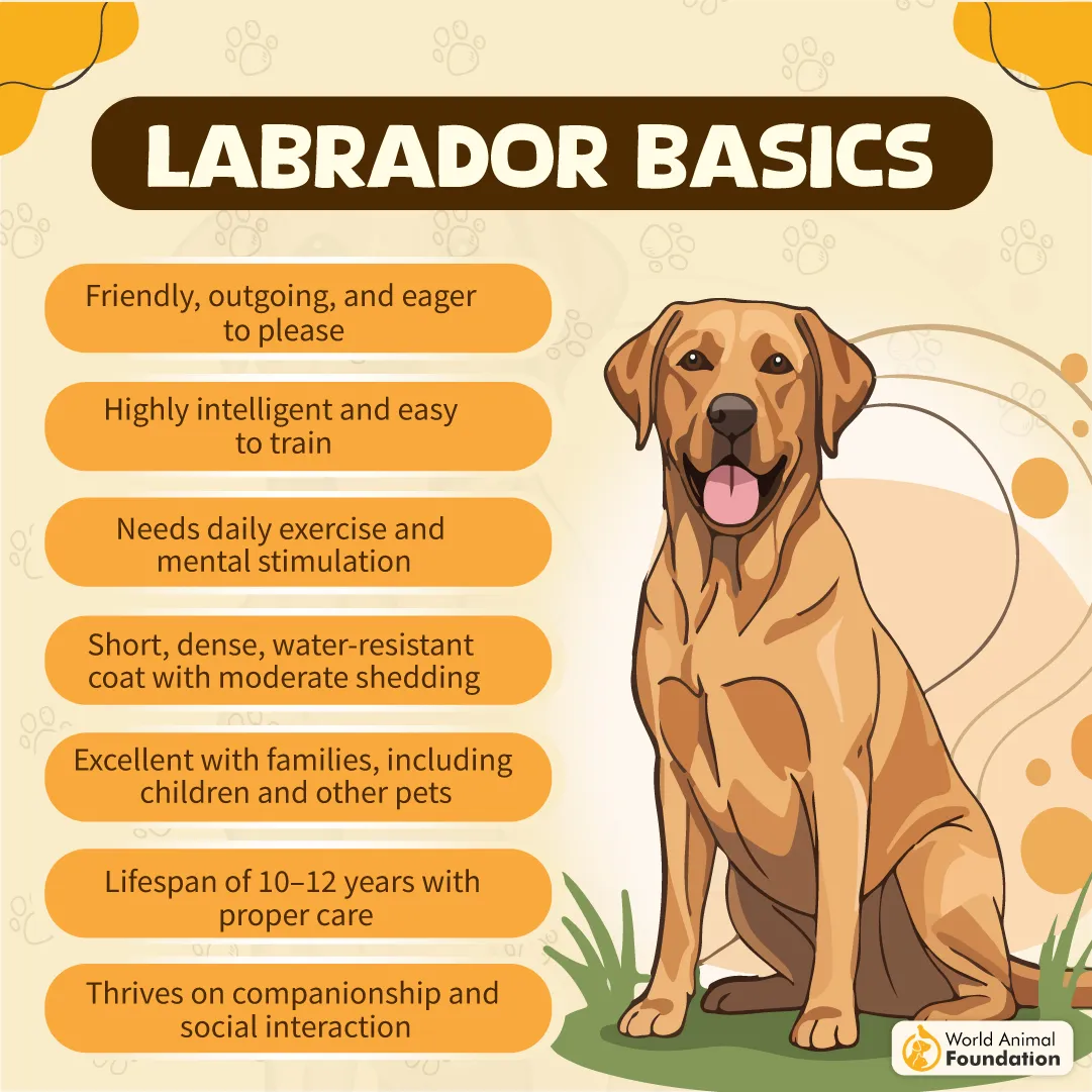 Labrador Basics-04