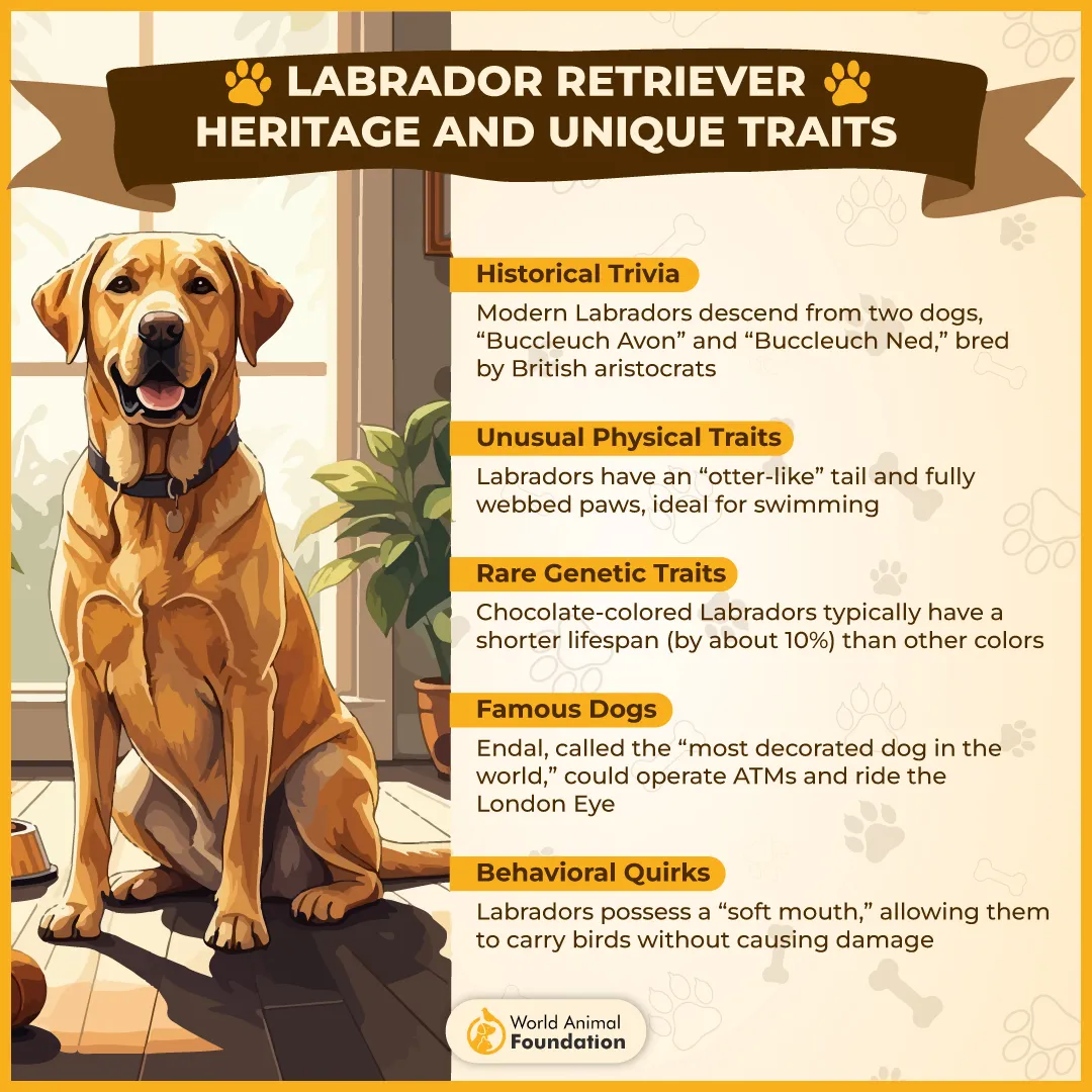 Labrador Retriever Heritage and Unique Traits-01