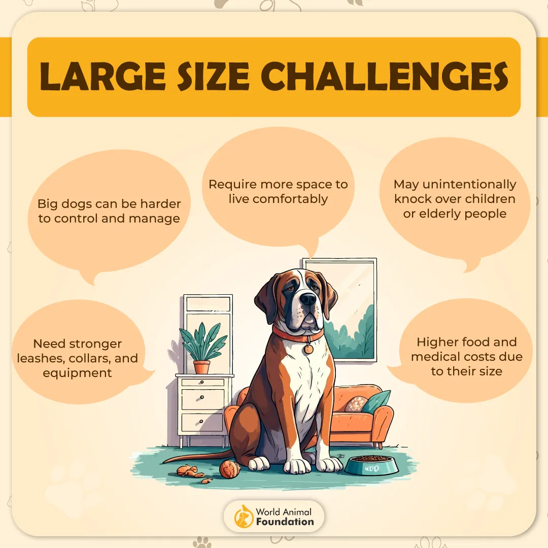 Large Size Challenges-01