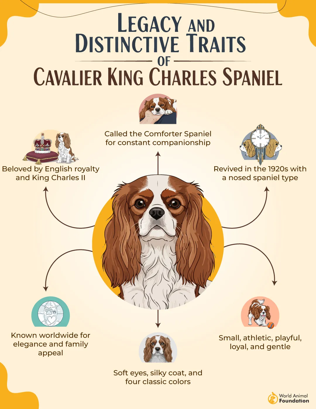 Legacy and Distinctive Traits of  Cavalier King Charles Spaniel-01