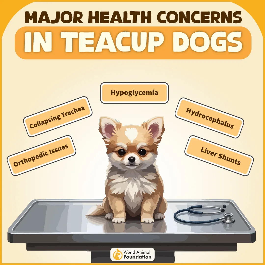 Major Health Concerns in Teacup Dogs-01