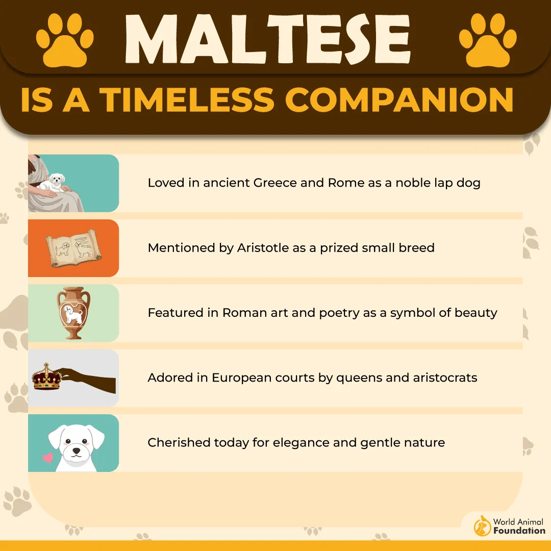 Maltese is A Timeless Companion-01