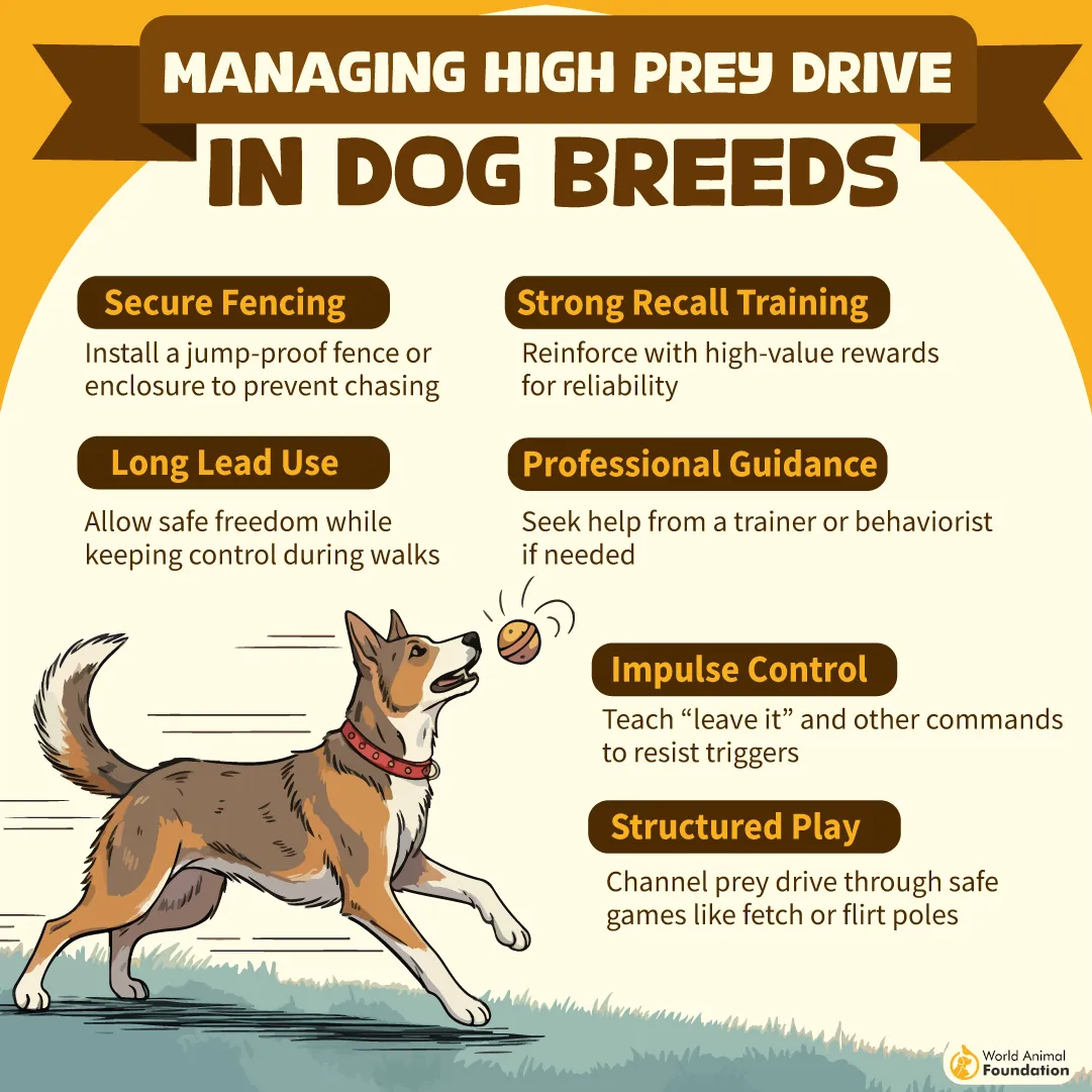Managing High Prey Drive in Dog Breeds-02