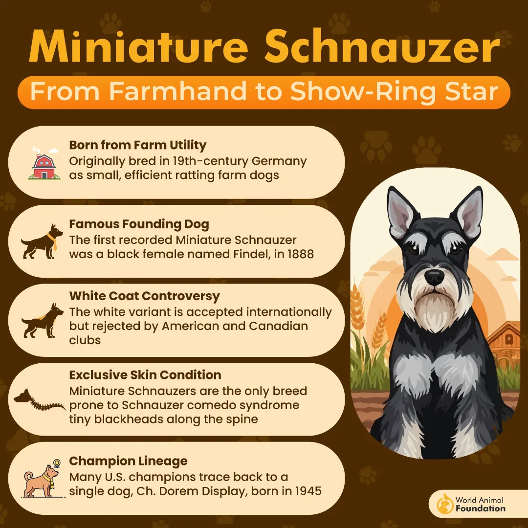 Miniature Schnauzer From Farmhand to Show-Ring Star-01