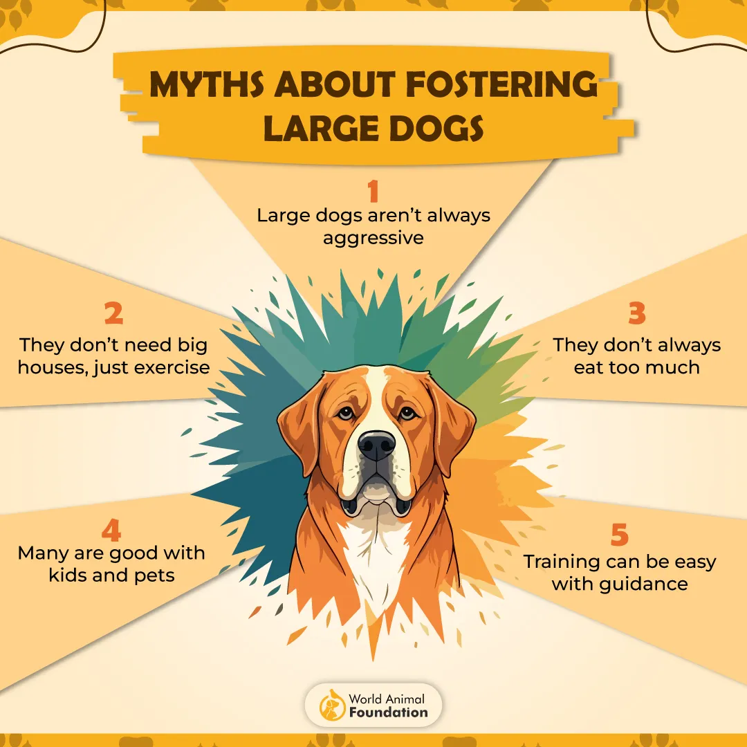 Myths About Fostering Large Dogs-01