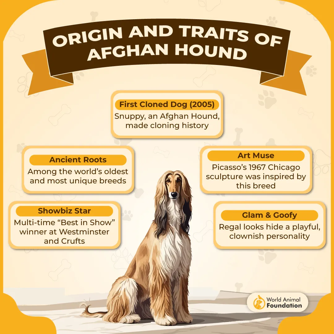 Origin and Traits of Afghan Hound-01