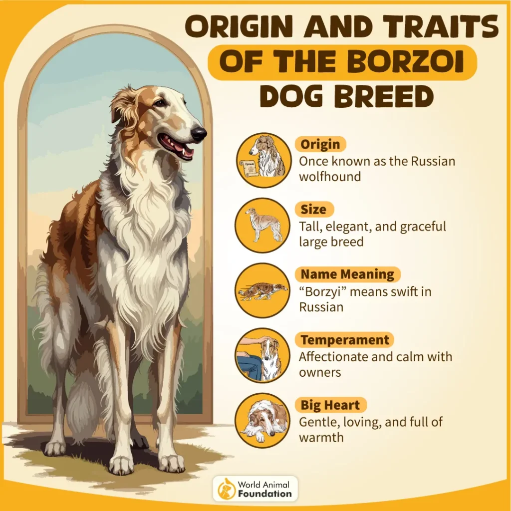Origin-and-Traits-of-the-Borzoi-Dog-Breed-04