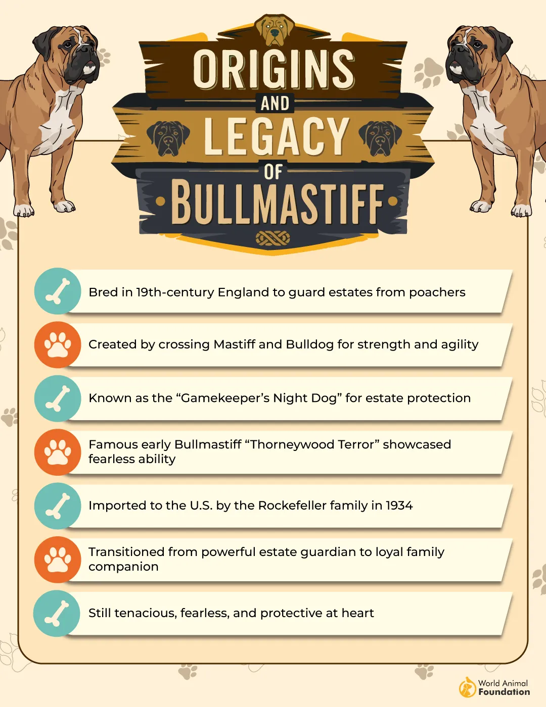 Origins and Legacy of Bullmastiff-01