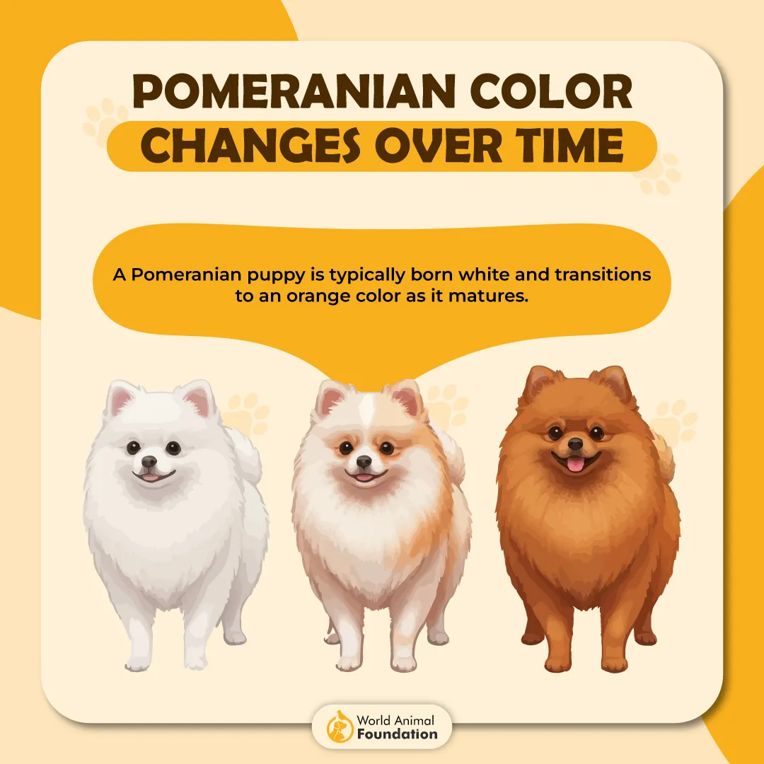 POMERANIAN COLOR CHANGES OVER TIME-01