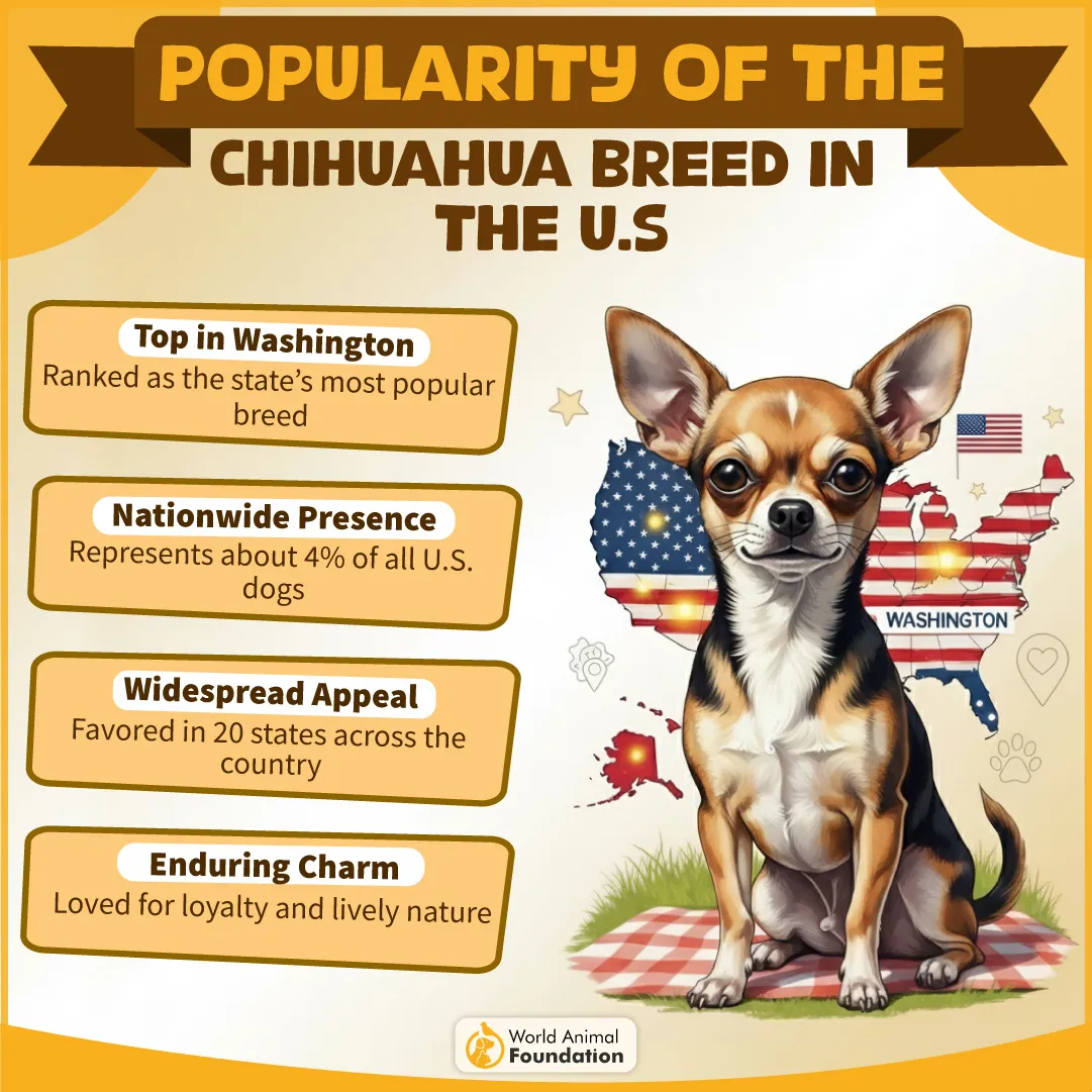 PULARITY OF THE CHIHUAHUA BREED IN THE U.S