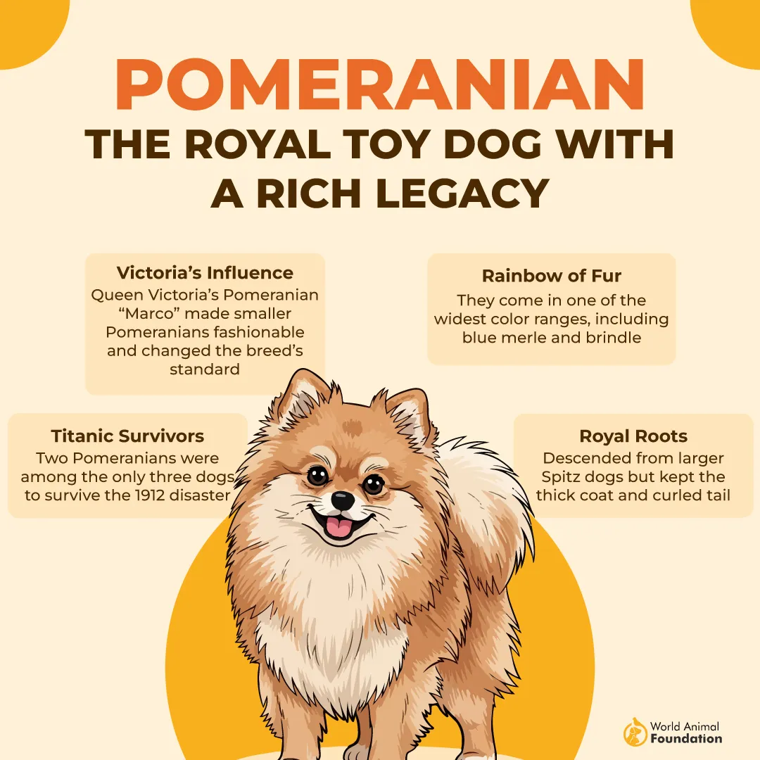 Pomeranian the Royal Toy Dog with a Rich Legacy-01