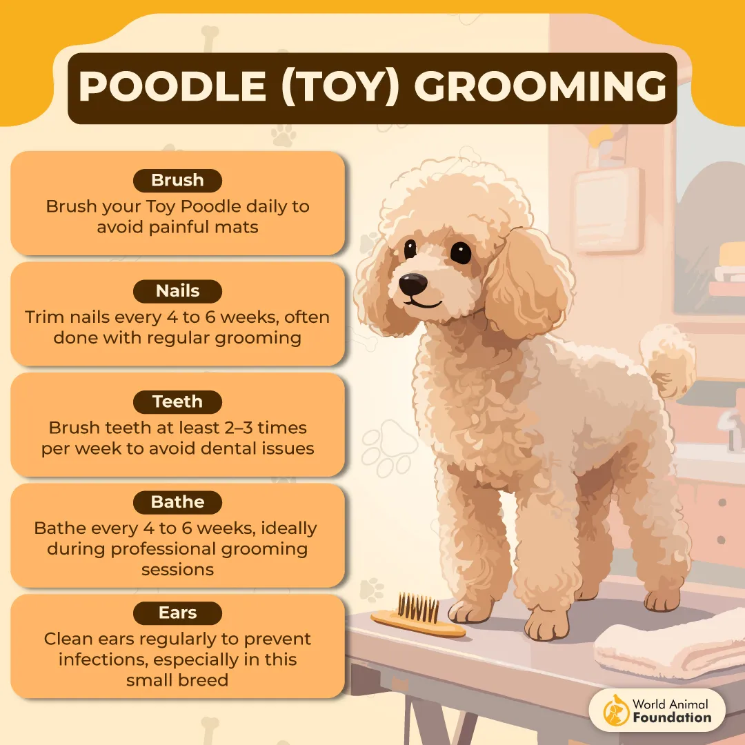 Poodle (Toy) Grooming-01