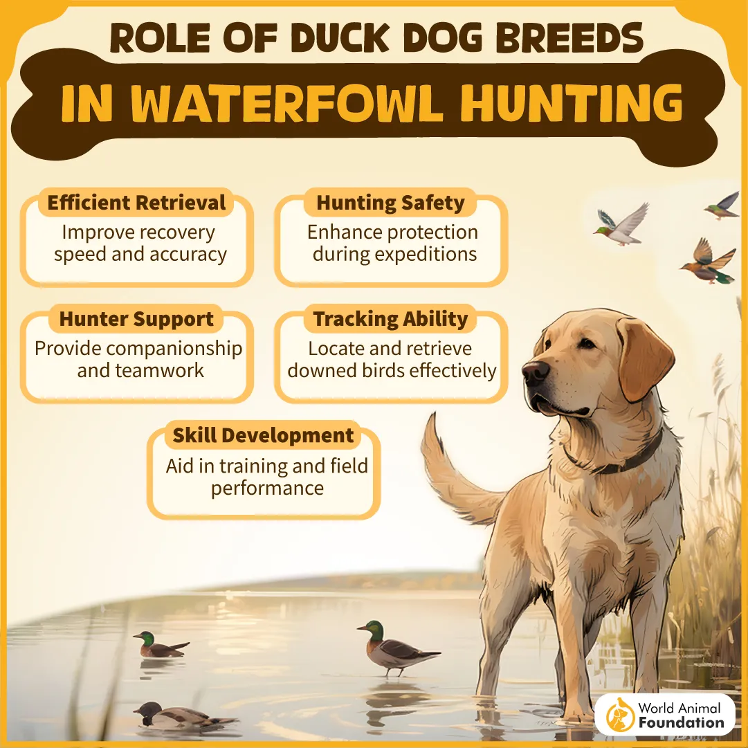 Role of Duck Dog Breeds in Waterfowl Hunting-07