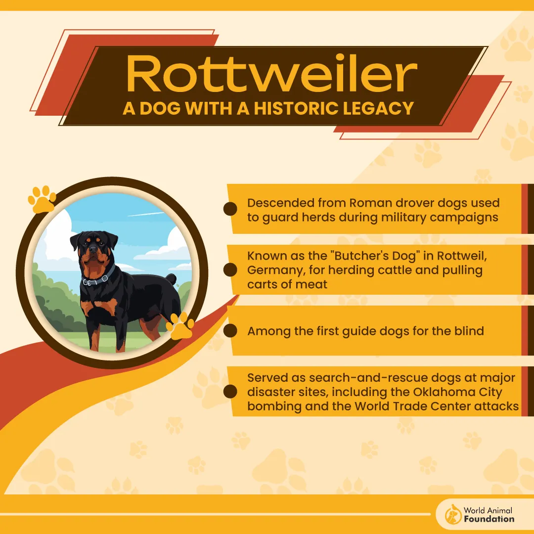 Rottweiler A Dog With a Historic Legacy-01