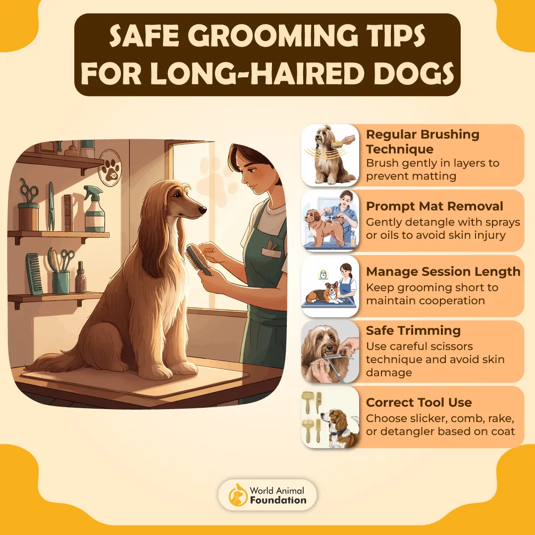 Safe Grooming Tips for Long-Haired Dogs-01