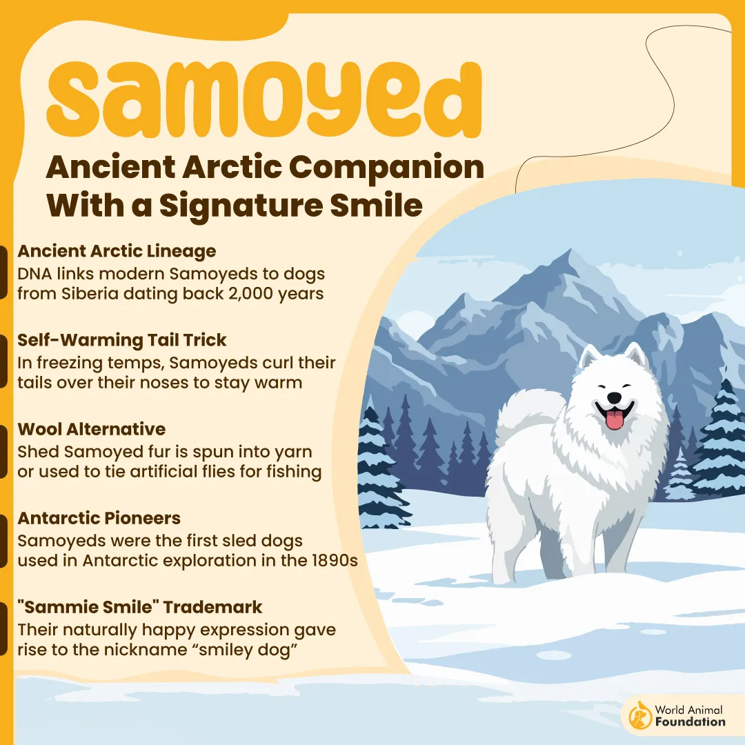 Samoyed Ancient Arctic Companion With a Signature Smile-01