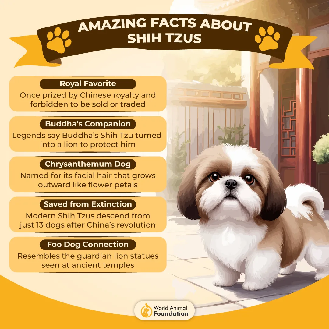 Shih Tzu A Royal and Legendary Breed-01