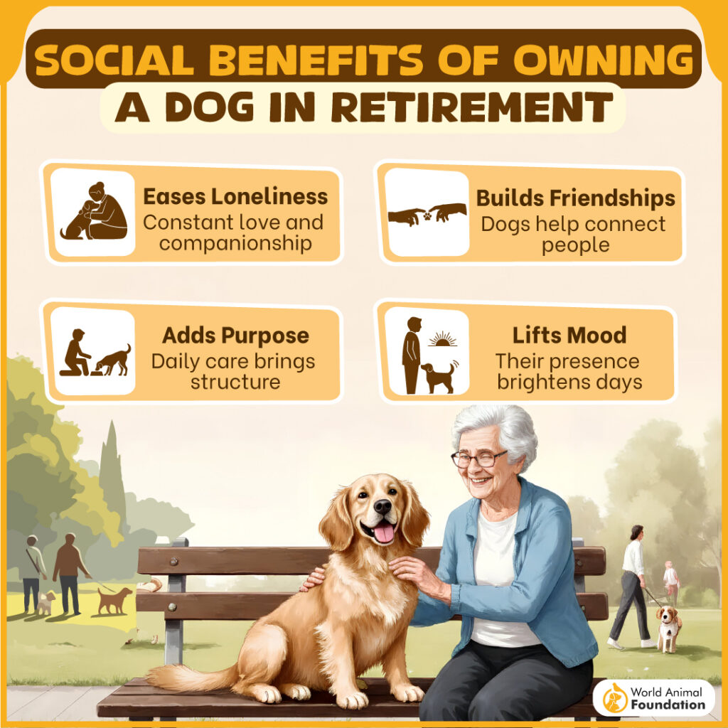 Social Benefits of Owning a Dog in Retirement-02