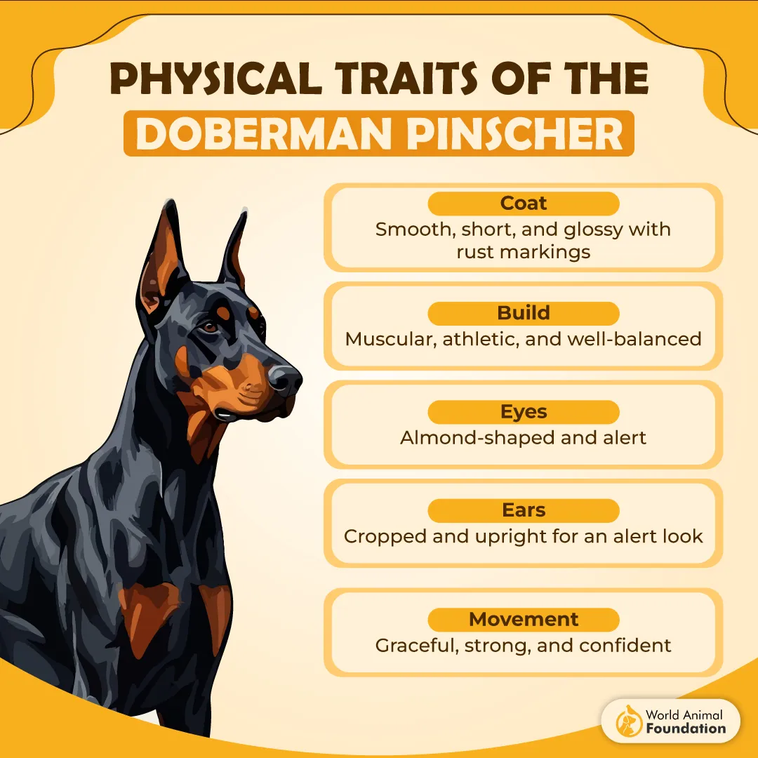 Structural Standards of Doberman Pinscher-01