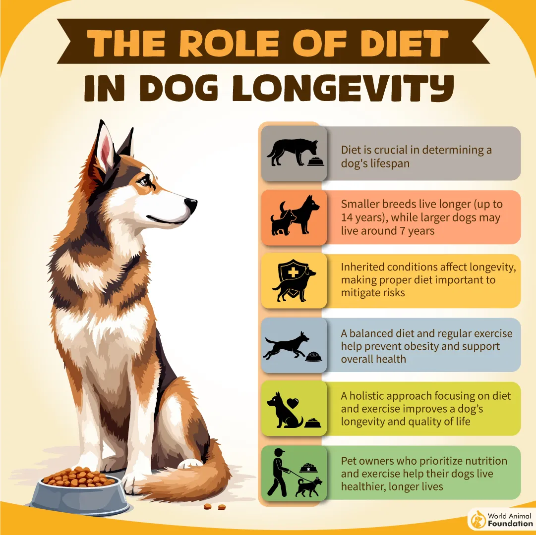 THE ROLE OF DIET IN DOG LONGEVITY-05