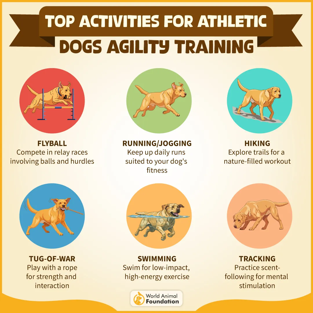 TOP ACTIVITIES FOR ATHLETIC DOGS-01