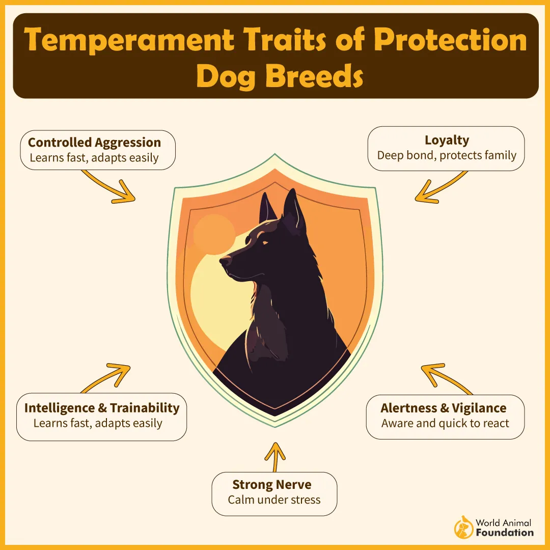 Temperament Traits of Protection Dog Breeds-01