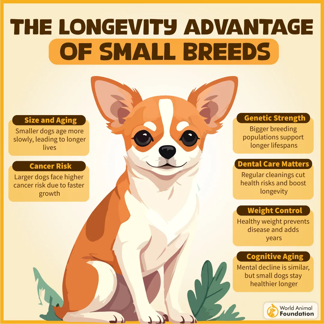 The Longevity Advantage of Small Breeds-09