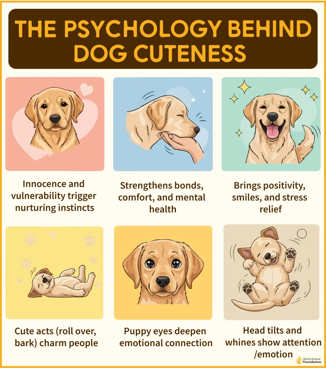 The Psychology Behind Dog Cuteness-03
