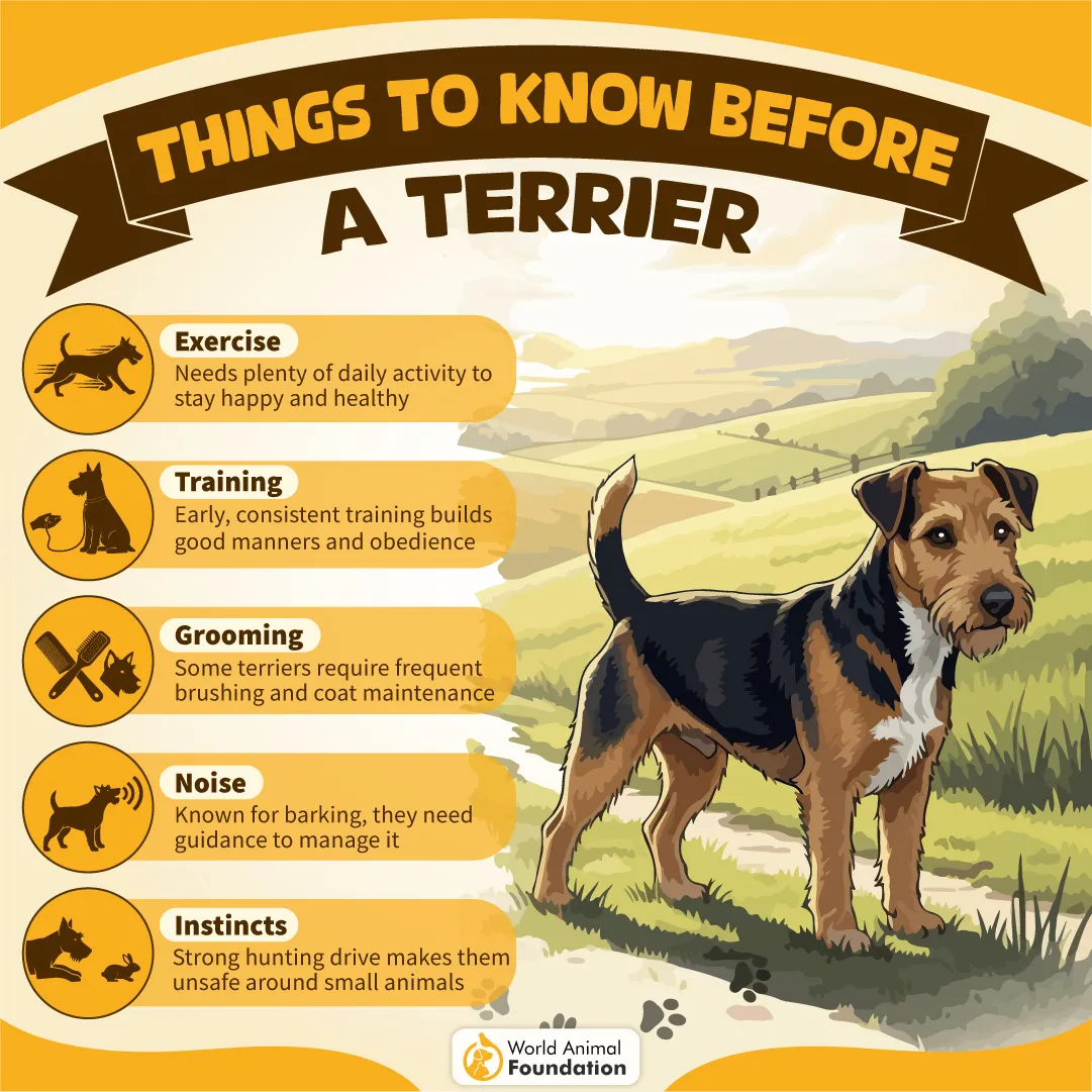 Things to Know Before Getting a Terrier-10
