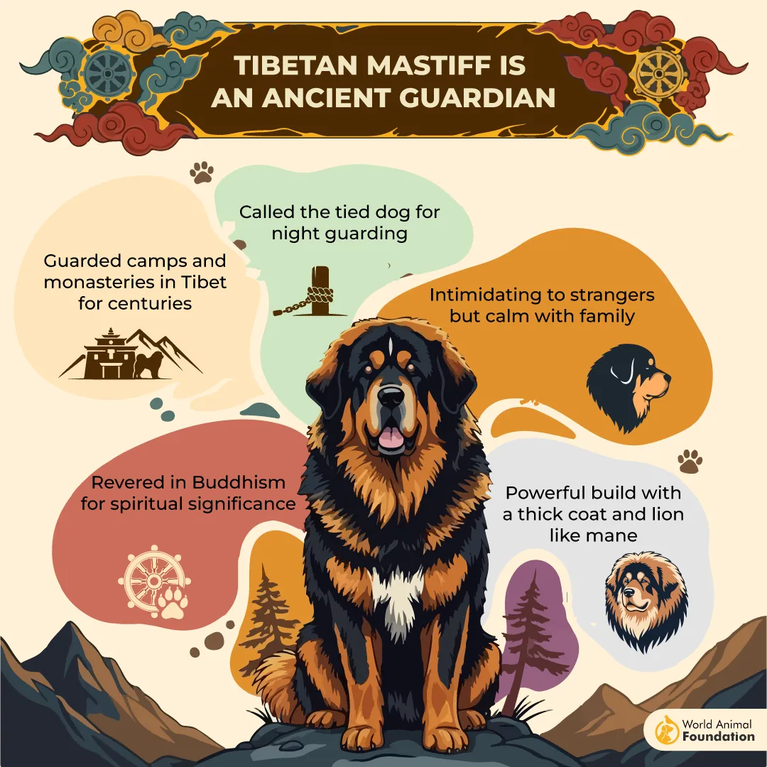 Tibetan Mastiff Is An Ancient Guardian-01