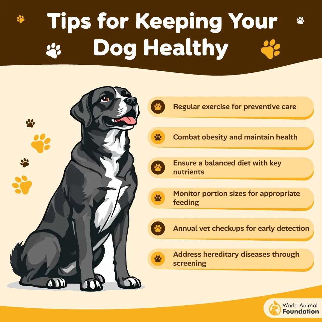 Tips for Keeping Your Dog Healthy-01