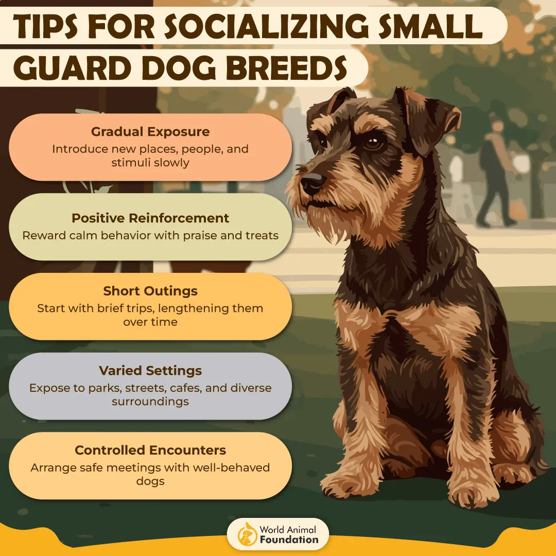 Tips for Socializing Small Guard Dog Breeds-01