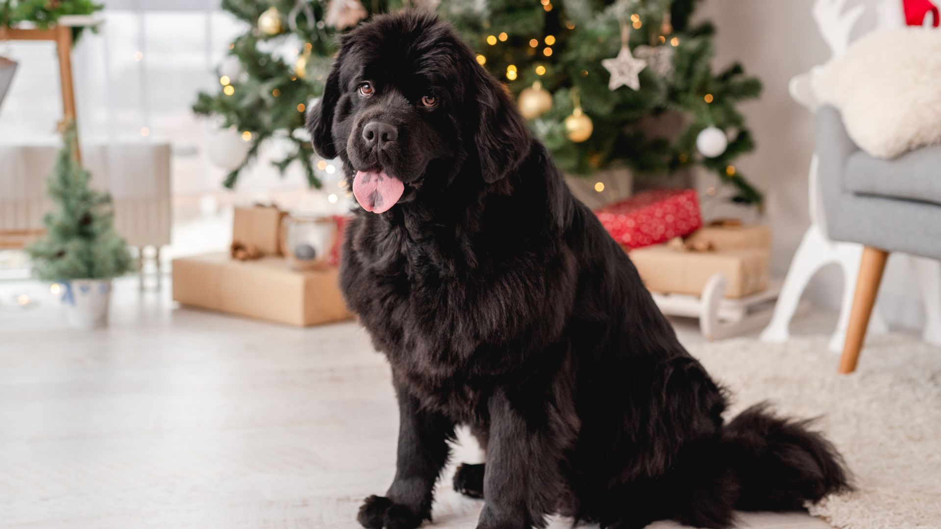 Top 7 Big Dog Breeds That Thrive In Apartment Life