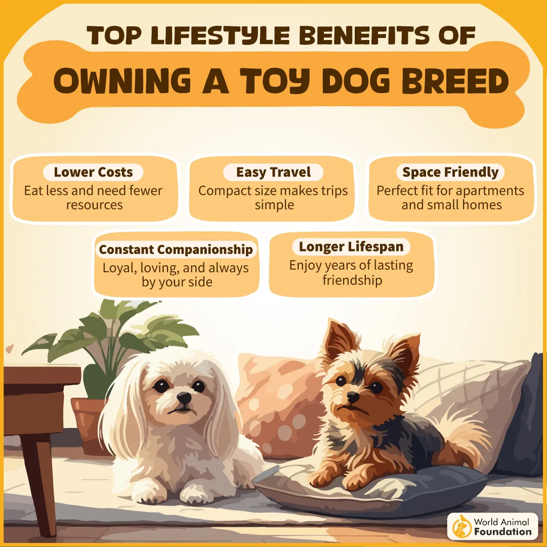 Top Lifestyle Benefits of Owning a Toy Dog Breed-02
