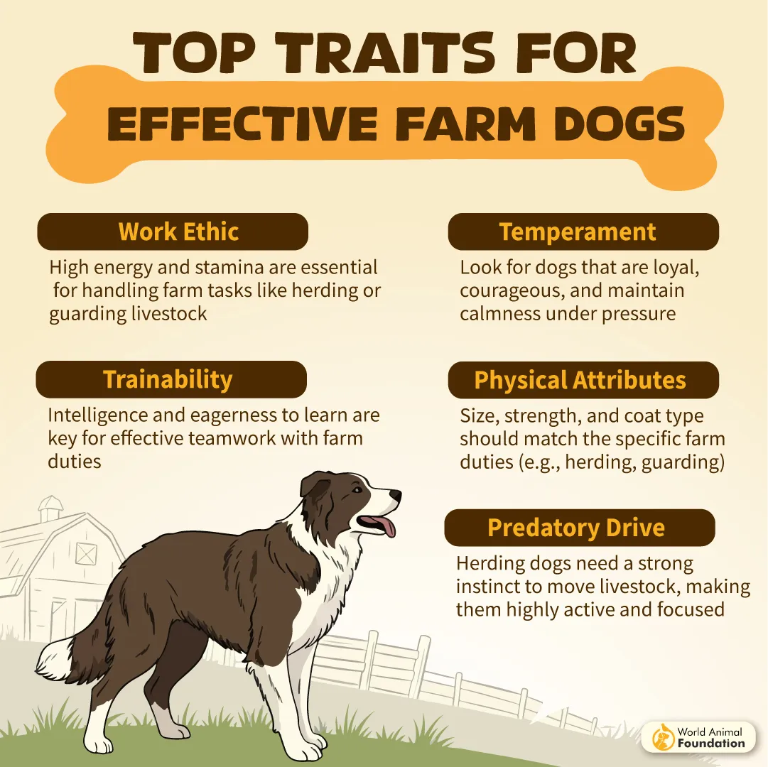 Top Traits for Effective Farm Dogs-03