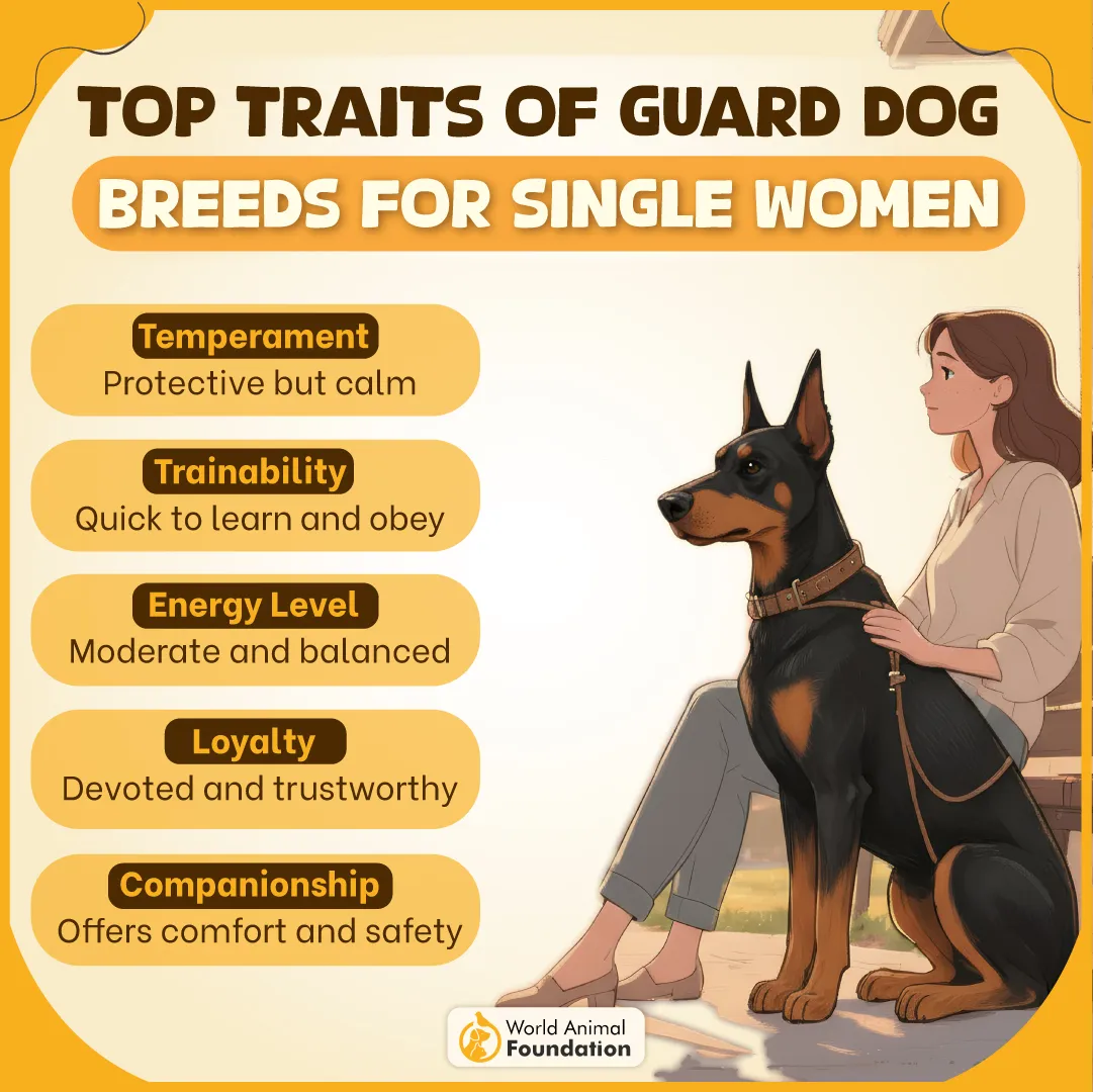 Top Traits of Guard Dog Breeds for Single Women-03