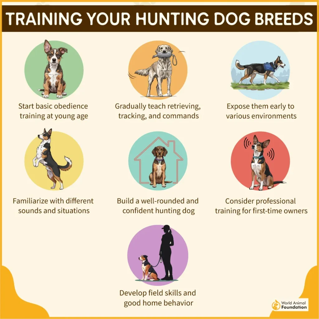 Training-Your-Hunting-Dog-04
