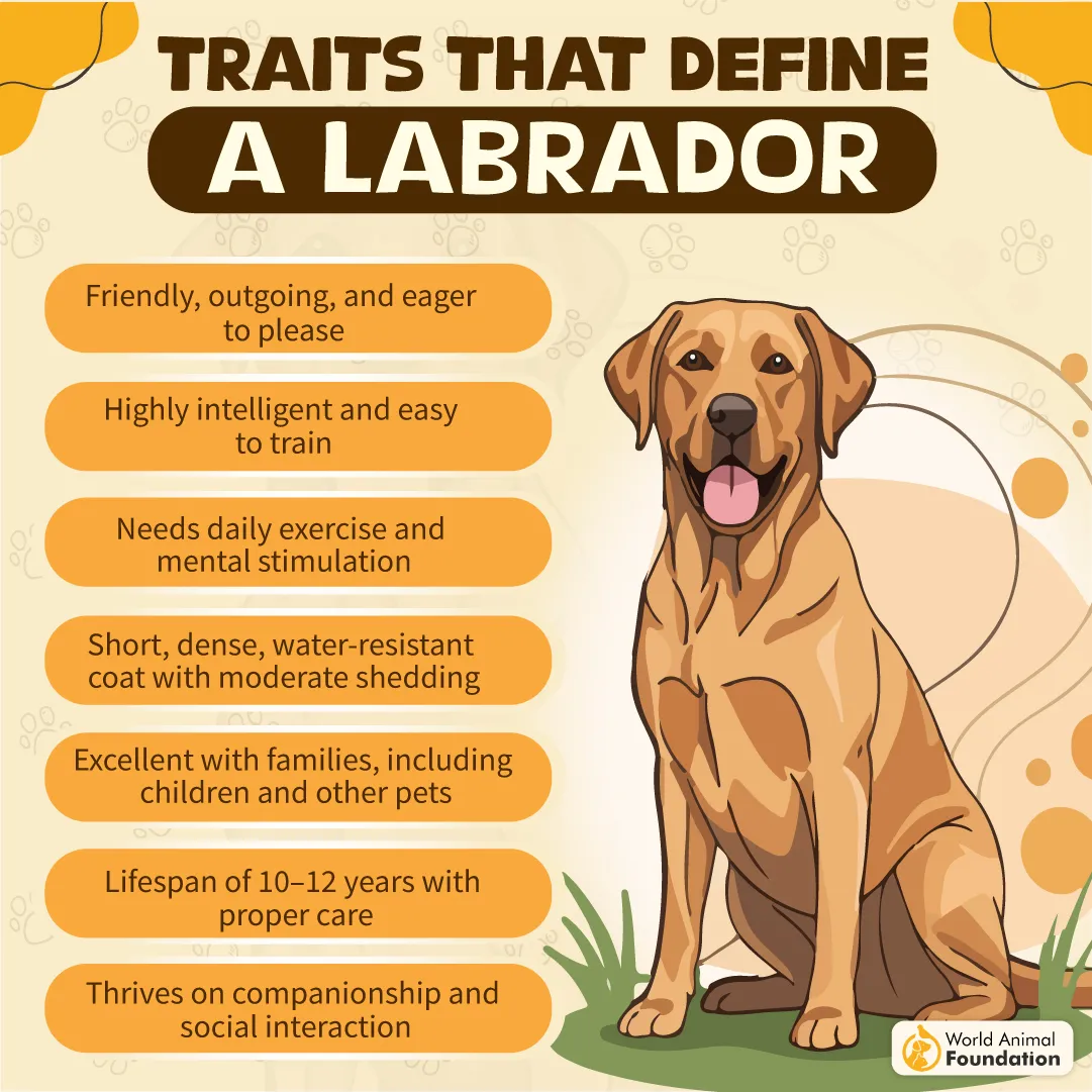 Traits That Define a Labrador-04