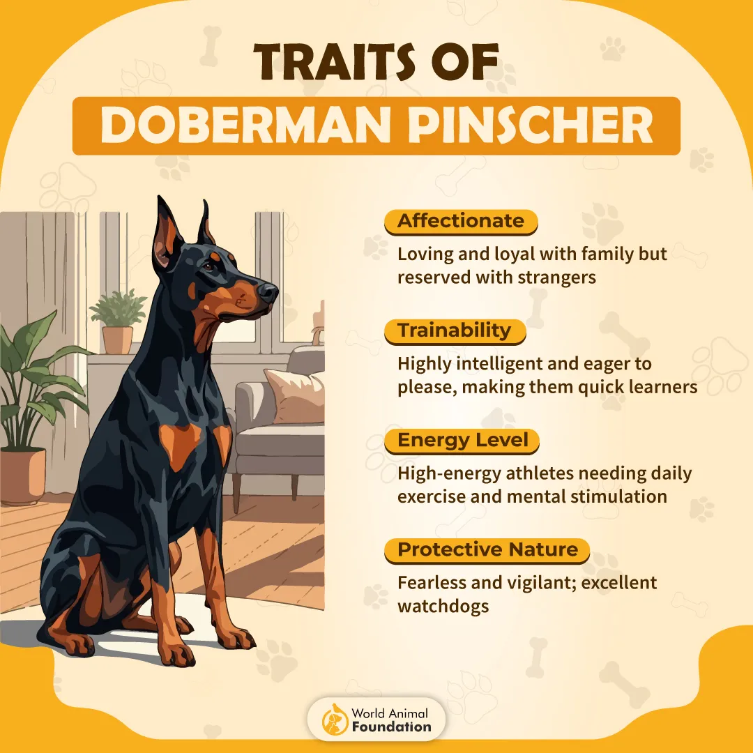 Traits of Doberman Pinscher-01