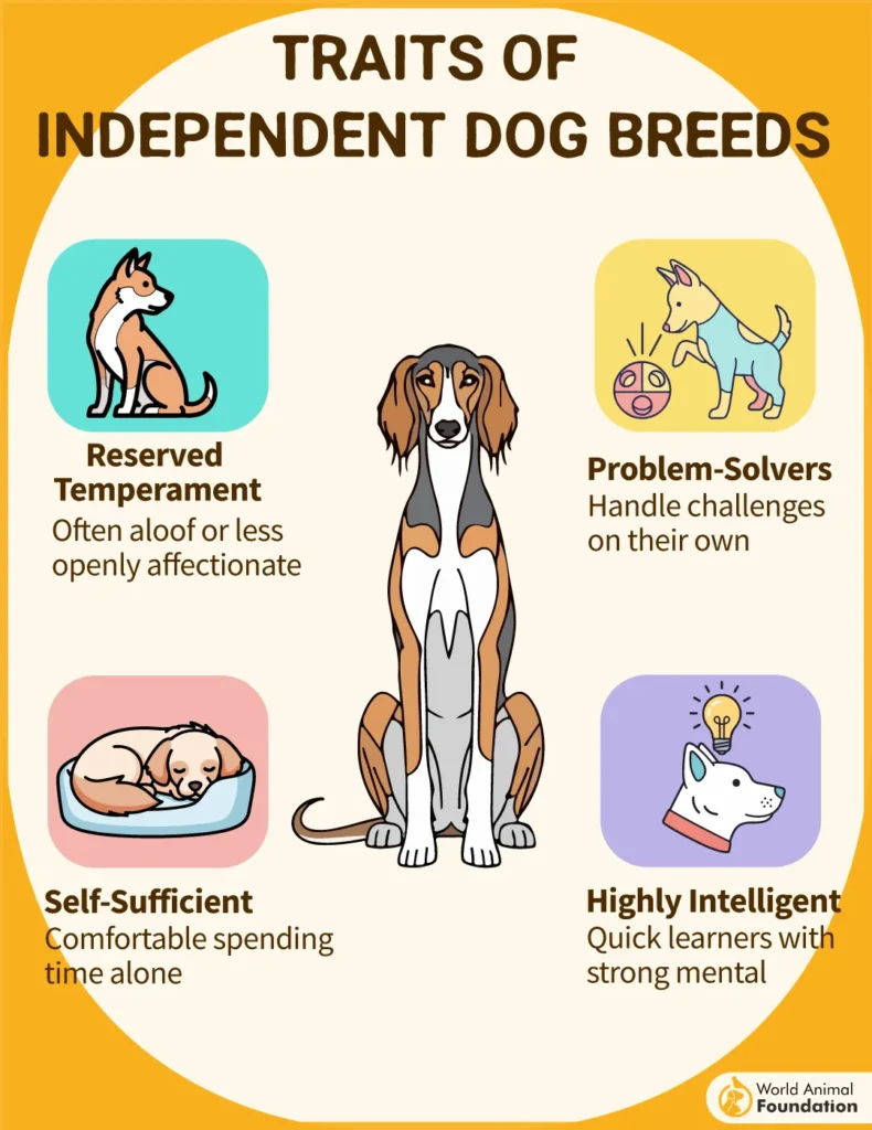 Traits-of-Independent-Dog-Breeds