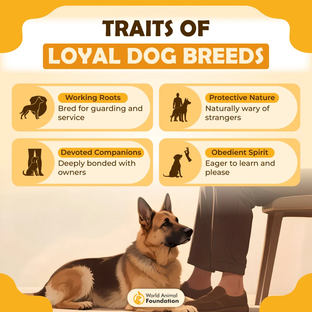 Traits-of-Loyal-Dog-Breeds-01