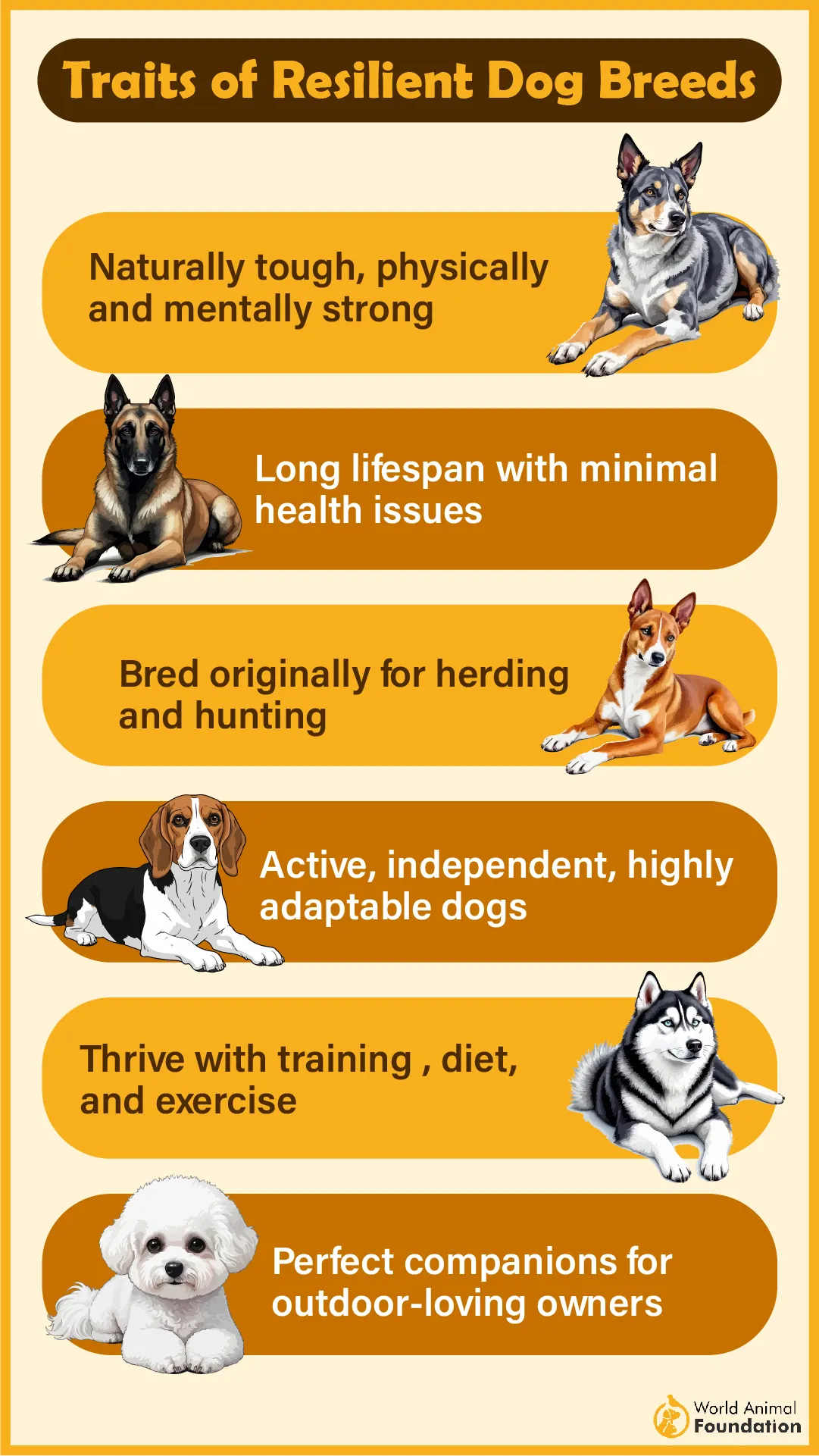 Traits of Resilient Dog Breedss-02