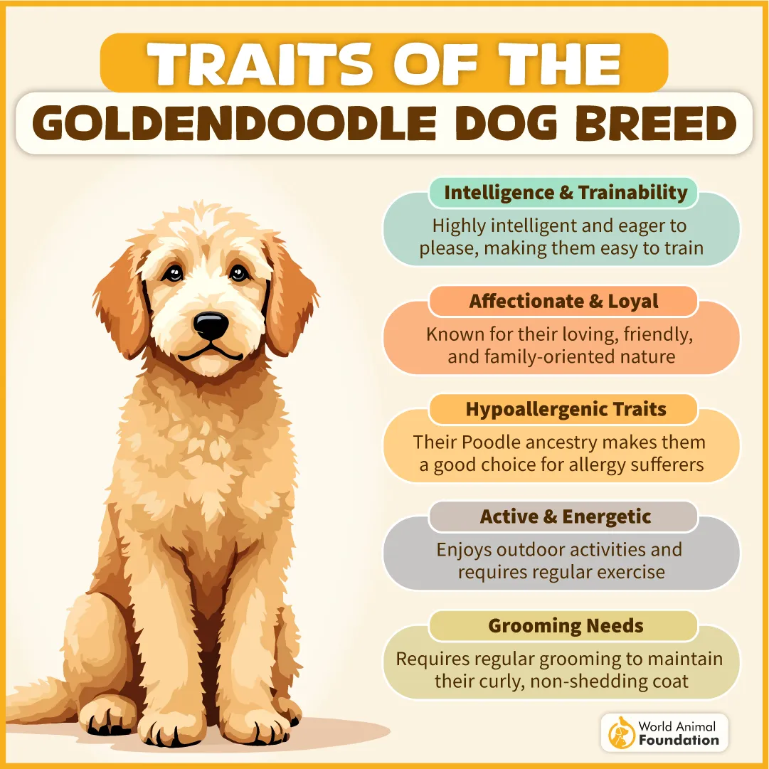 Traits of the Goldendoodle Dog Breed-04